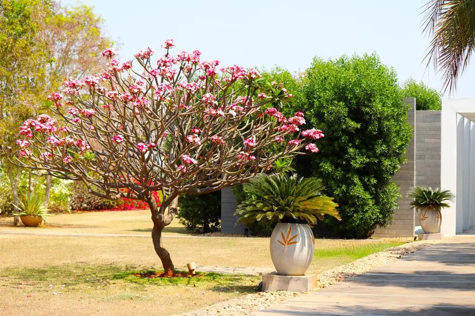 Greens & Outdoors at ANANT RAJ ADANI REALTY HOUSING PROJECT, SECTOR 36A, Gurgaon